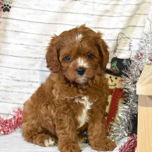 Snowflake, Cavapoo Puppy